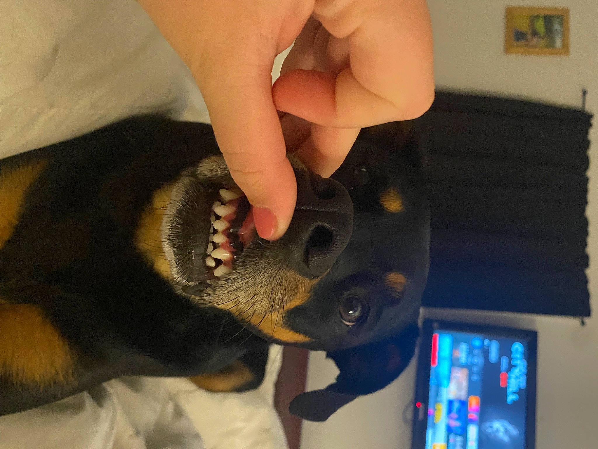 Daisy Mae joined the competition — help win amazing prizes! canidae, carnivore, companion_dog, display_device, dog, dog_breed, electric_blue, finger, fur, gadget, gesture, helmet, jaw, nail, personal_protective_equipment, snout, sporting_group, thumb, working_animal, wrist