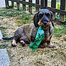 Pilou participe au concours pour gagner de l'argent avec cette photo : animal, brown_dog, canine, chewing, dachshund, daylight, dog, domestic_animal, fence, fur, grass, nature, outdoor, paw, pet, plastic_bottle, playful, sitting, snout, yard