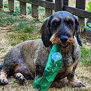 Pilou a rejoint le concours — aidez-le/la à gagner de superbes lots ! animal, bottle, canine, closeup, daylight, dog, ears, fence, fur, grass, green, lying_down, mouth, nature, outdoor, paw, pet, plastic, playful, snout