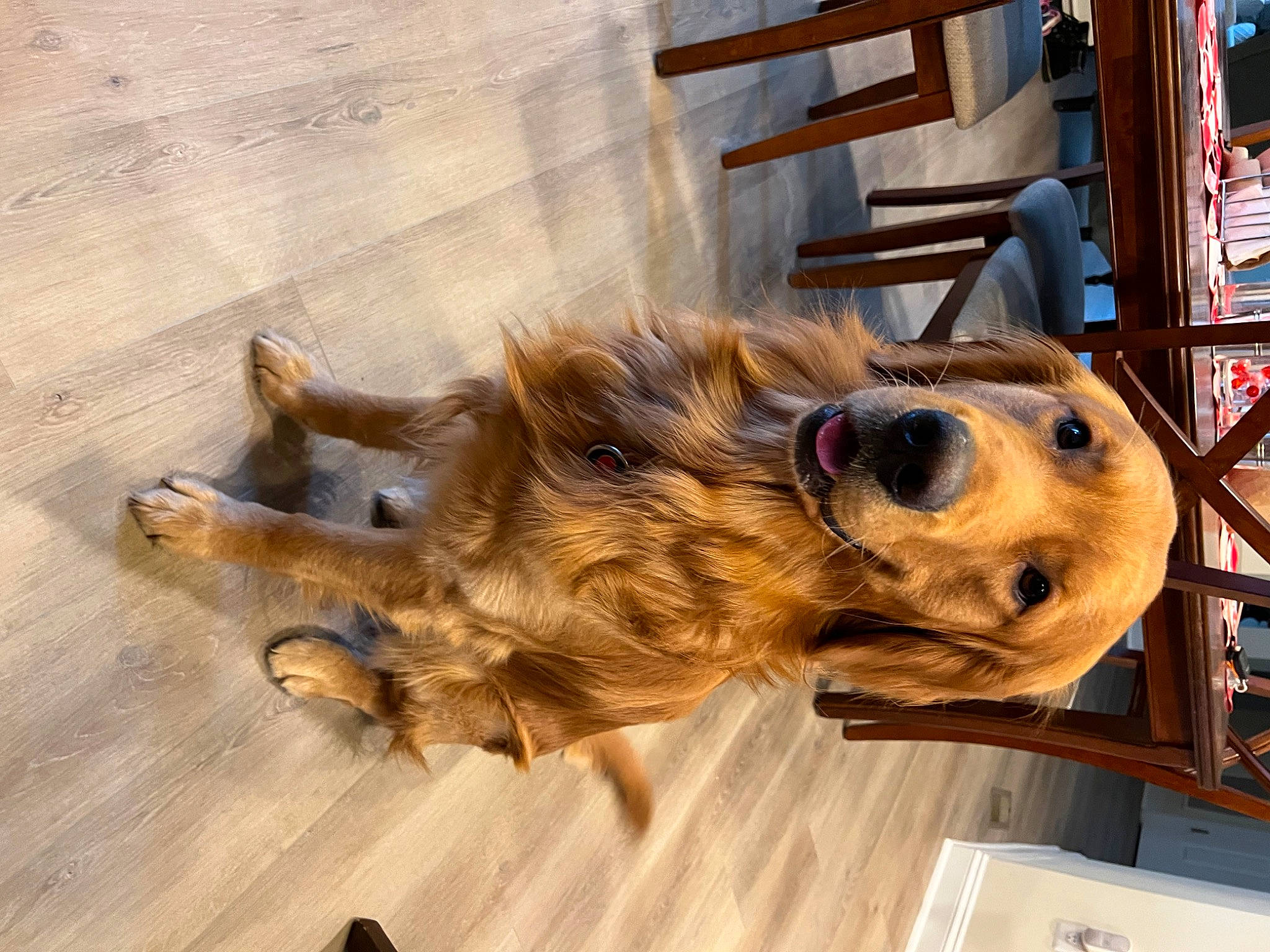 Chance joined the competition — help win amazing prizes! art, canidae, carnivore, companion_dog, dog, dog_breed, fawn, flooring, fur, golden_retriever, hardwood, liver, metal, selfie, sporting_group, tree, wood, working_animal
