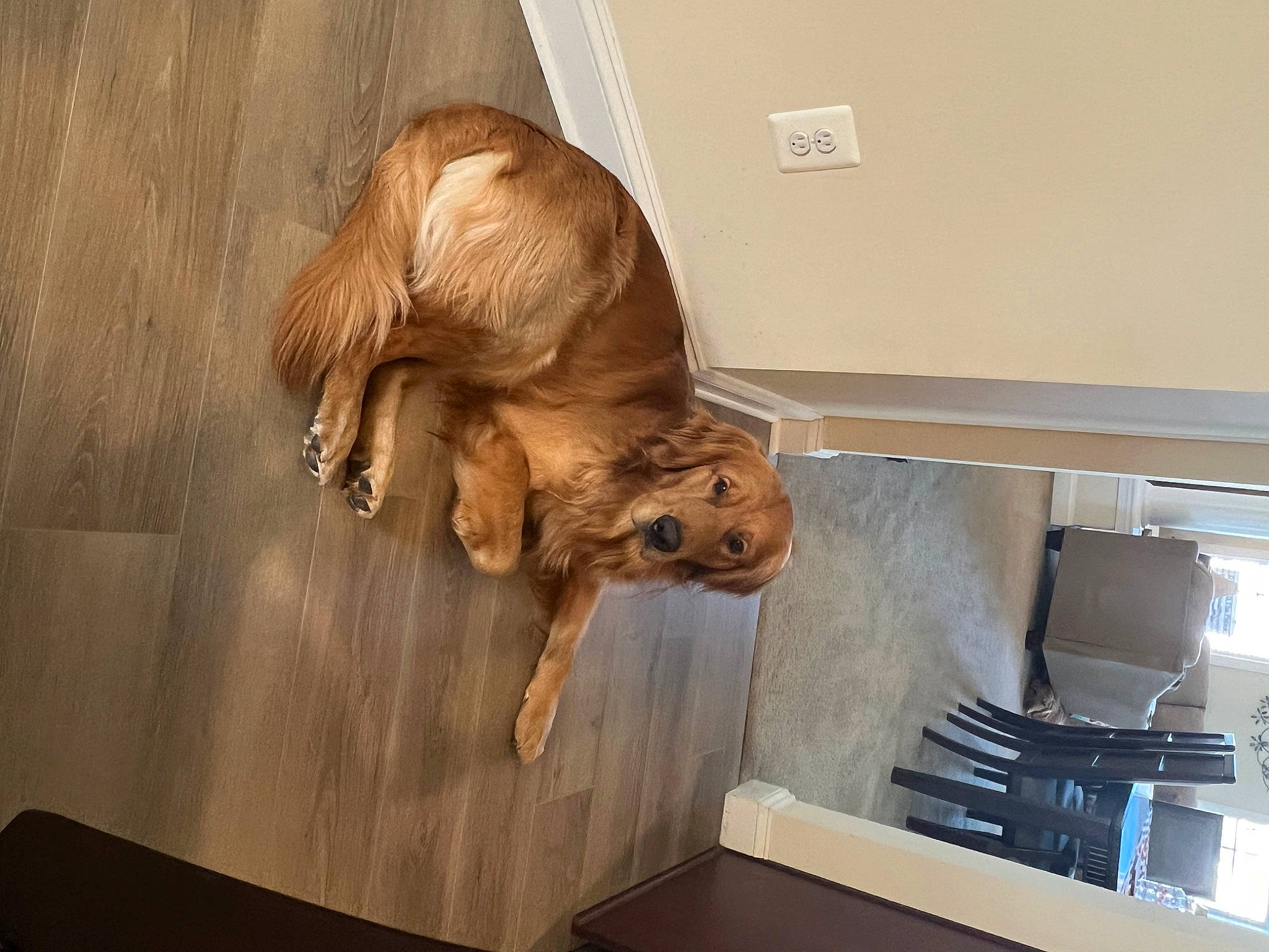 Chance is registered to the contest to win money with this photo: art, canidae, carnivore, companion_dog, dog, dog_breed, fawn, felidae, flooring, fur, hardwood, liver, livestock, machine, snout, sporting_group, tail, terrestrial_animal, wood, working_animal