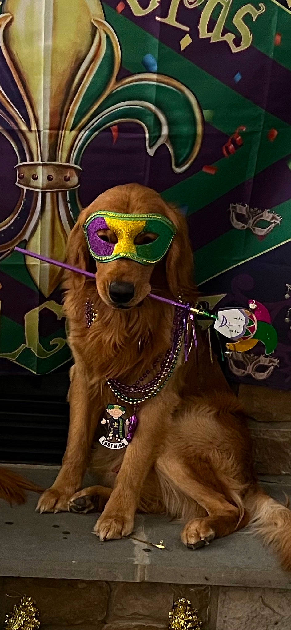 Chance joined the competition — help win amazing prizes! art, carnivore, companion_dog, dog, dog_breed, event, eyewear, fashion_accessory, fawn, fun, fur, goggles, headgear, paint, snout, sporting_group, sunglasses, vision_care, visual_arts, working_animal