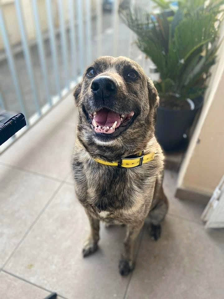 Cintù a rejoint le concours — aidez-le/la à gagner de superbes lots ! canidae, carnivore, collar, companion_dog, dog, dog_breed, dog_collar, fence, flooring, flowerpot, fur, houseplant, leash, pet_supply, plant, snout, sporting_group, tail, whiskers, working_animal