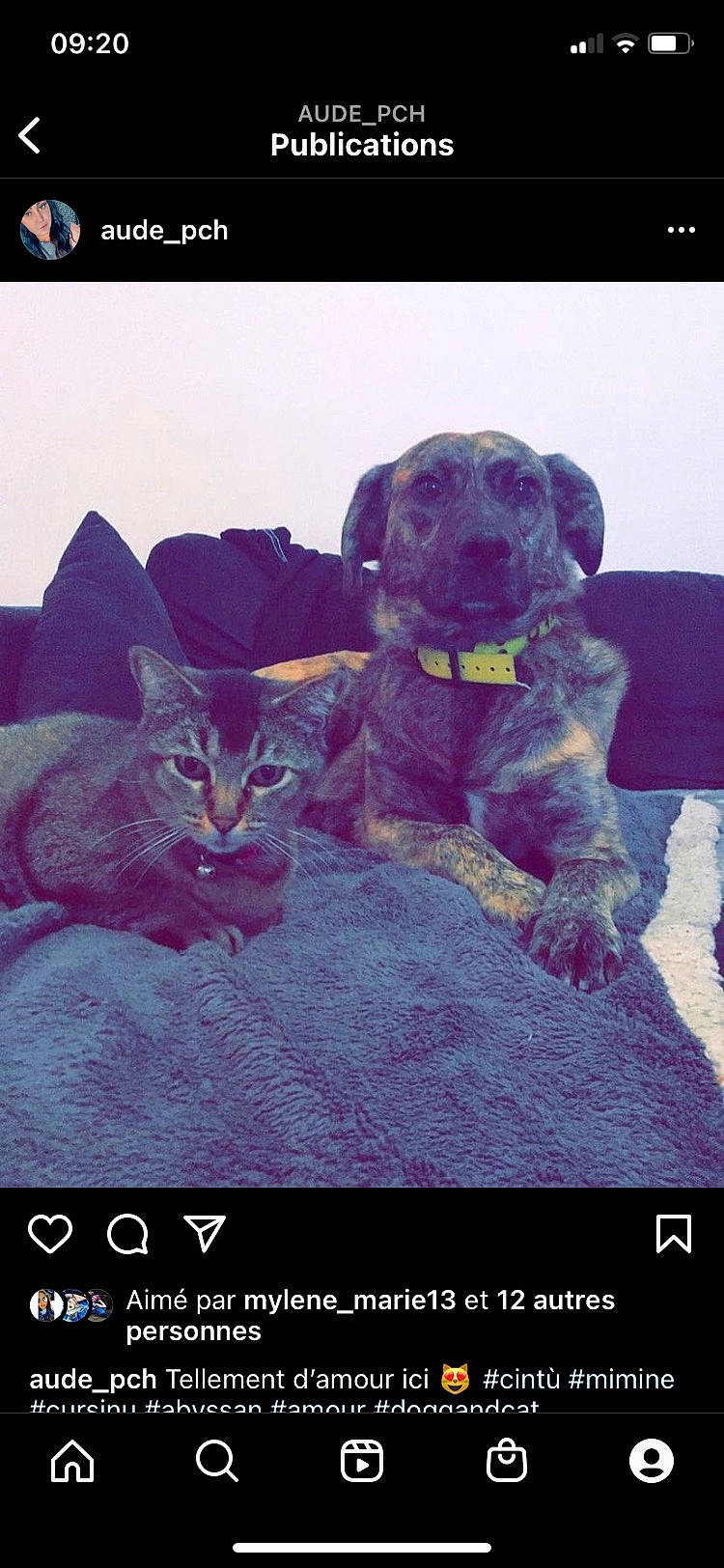 Cintù a rejoint le concours — aidez-le/la à gagner de superbes lots ! carnivore, cat, companion_dog, dog, dog_breed, felidae, font, fur, magenta, mammal, paw, photo_caption, sky, small_to_medium_sized_cats, square, tail, vertebrate, violet, whiskers, working_animal