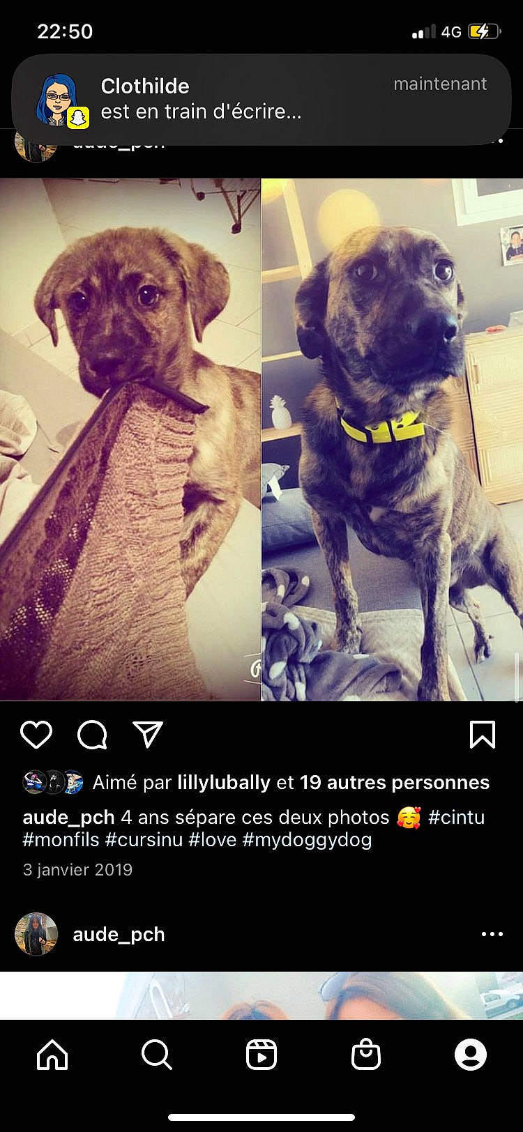 Cintù participe au concours pour gagner de l'argent avec cette photo : canidae, carnivore, collar, companion_dog, dog, dog_breed, dog_collar, fawn, font, formal_wear, fur, happy, liver, photo_caption, poster, snout, sporting_group, toy_dog, whiskers, working_animal