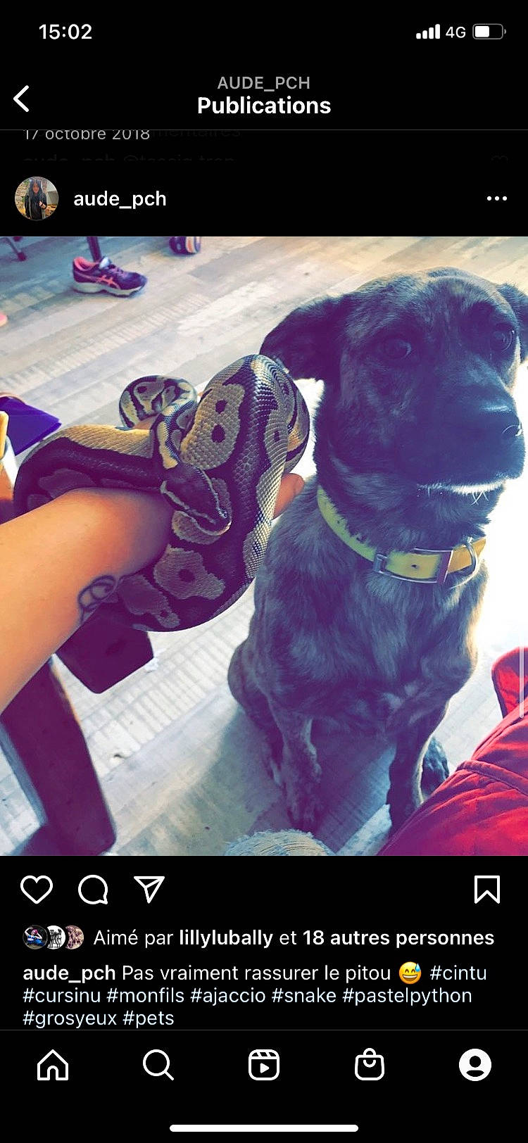 Cintù participe au concours pour gagner de l'argent avec cette photo : canidae, carnivore, collar, companion_dog, dog, dog_breed, dog_collar, electric_blue, fawn, font, fur, guard_dog, liver, magenta, photo_caption, purple, screenshot, snout, sporting_group, working_animal