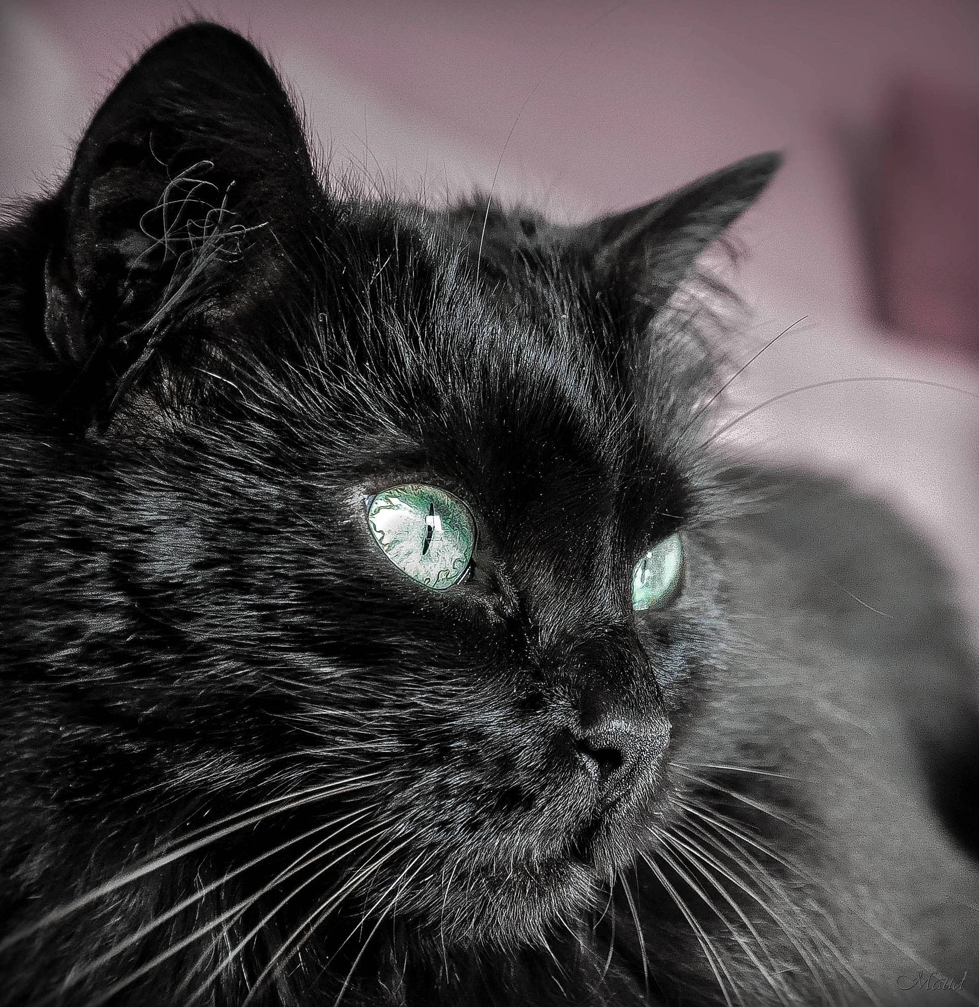 Myna a rejoint le concours — aidez-le/la à gagner de superbes lots ! asian, black, black_and_white, black_cat, carnivore, cat, close_up, domestic_long_haired_cat, domestic_short_haired_cat, eye, felidae, fur, mammal, nebelung, norwegian_forest_cat, small_to_medium_sized_cats, snout, vertebrate, whiskers