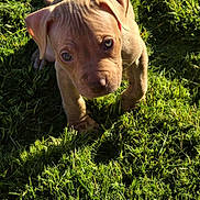 Jhonnie Walker Red is registered to the contest to win money with this photo: puppy, dog, grass, outdoor, sunlight, young, pet, animal, curious, cute, brown_fur, playful, nature, adorable, canine, closeup, sunshine, small, head, ears