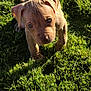 puppy, dog, grass, outdoor, sunlight, young, pet, animal, curious, cute, brown_fur, playful, nature, adorable, canine, closeup, sunshine, small, head, ears