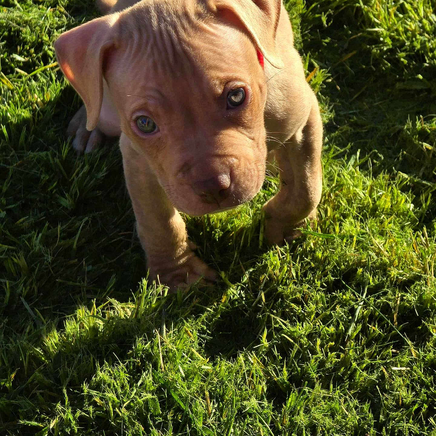 Jhonnie Walker Red is registered to the contest to win money with this photo: adorable, animal, brown_fur, canine, closeup, curious, cute, dog, ears, grass, head, nature, outdoor, pet, playful, puppy, small, sunlight, sunshine, young