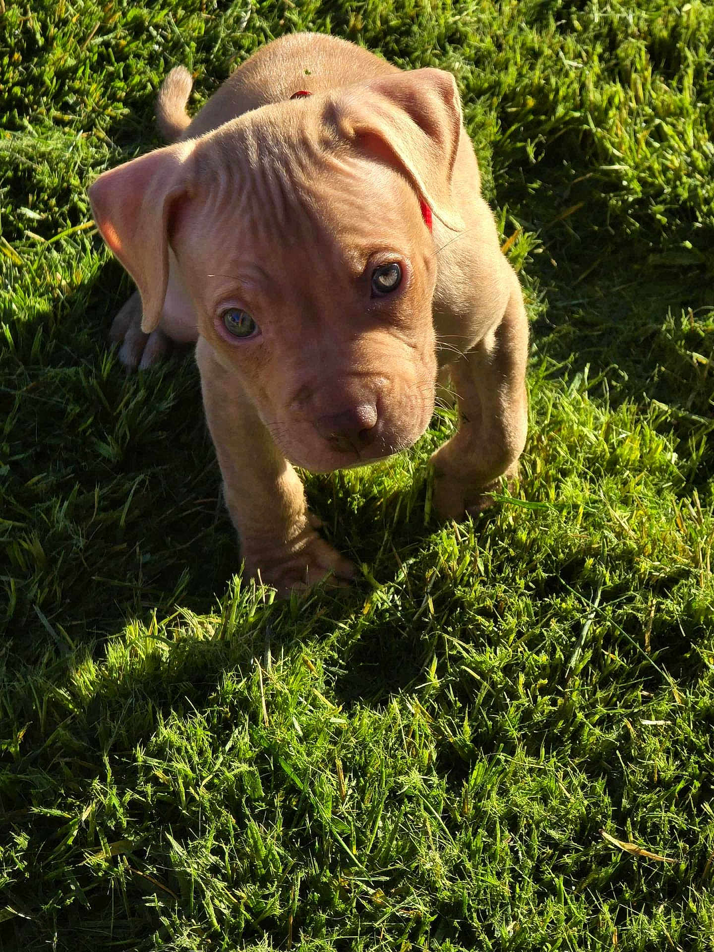 Jhonnie Walker Red is registered to the contest to win money with this photo: puppy, dog, grass, outdoor, sunlight, young, pet, animal, curious, cute, brown_fur, playful, nature, adorable, canine, closeup, sunshine, small, head, ears