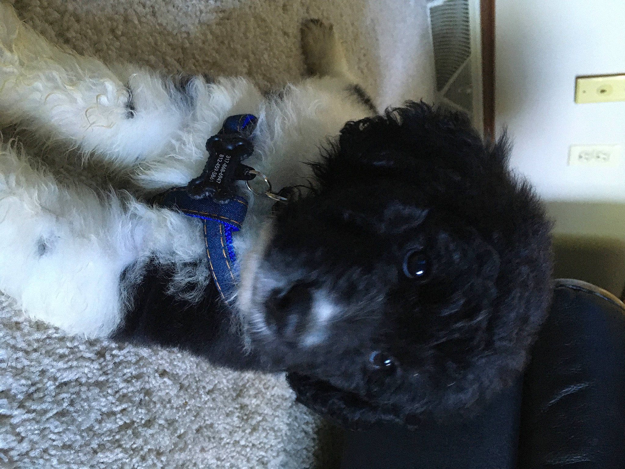 Knox joined the competition — help win amazing prizes! canidae, carnivore, cockapoo, companion_dog, dog, dog_breed, fur, labradoodle, miniature_poodle, non_sporting_group, poodle, poodle_crossbreed, puppy, schnoodle, snout, sporting_group, standard_poodle, toy_dog, toy_poodle