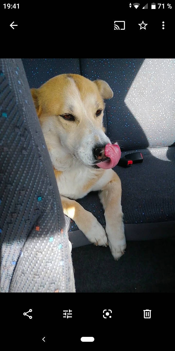 Angie a rejoint le concours — aidez-le/la à gagner de superbes lots ! canidae, carnivore, collar, companion_dog, dog, dog_breed, dog_collar, dog_supply, fawn, gun_dog, hunting_dog, labrador_retriever, mesh, pet_supply, retriever, snout, sporting_group, whiskers, working_animal, working_dog