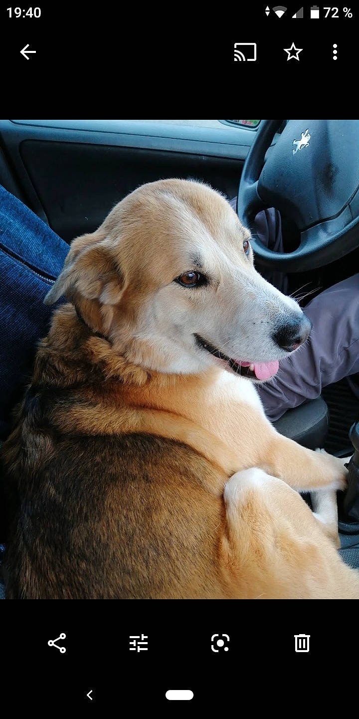 Angie participe au concours pour gagner de l'argent avec cette photo : canidae, carnivore, collar, comfort, companion_dog, denim, dog, dog_breed, fawn, fur, hunting_dog, labrador_retriever, pocket, retriever, snout, sporting_group, vehicle_door, vertebrate, whiskers, working_animal