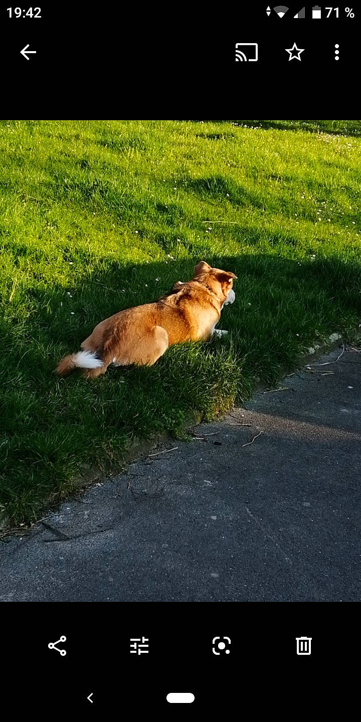 Angie participe au concours pour gagner de l'argent avec cette photo : akita, akita_inu, asphalt, canidae, carnivore, companion_dog, dog, dog_breed, fawn, field, grass, grass_family, groundcover, herding_dog, lawn, non_sporting_group, pasture, prairie, shiba_inu, sporting_group