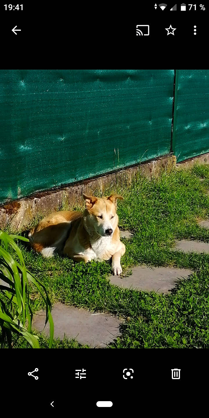 Angie a rejoint le concours — aidez-le/la à gagner de superbes lots ! canidae, carnivore, collar, companion_dog, dog, dog_breed, dog_supply, fawn, snout, sporting_group, tail, terrestrial_animal, working_animal, working_dog