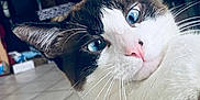 Hubert participe au concours pour gagner de l'argent avec cette photo : animal, background_blur, blue_eyes, cat, close_up, curious, cute, domestic_cat, feline, fur, head_tilt, household, indoor, mammal, pet, pink_nose, portrait, relaxed, tile_floor, whiskers