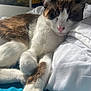 Hubert participe au concours pour gagner de l'argent avec cette photo : animal, bed, blanket, cat, closeup, cozy, cute, domestic, fur, indoor, mammal, paws, peaceful, pet, pillow, relaxed, resting, sleeping, sunlight, whiskers