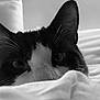 Hubert participe au concours pour gagner de l'argent avec cette photo : animal, black_and_white, blanket, cat, close_up, cozy, curious, cute, ears, eyes, feline, fur, home, indoor, nose, pet, portrait, resting, soft, whiskers