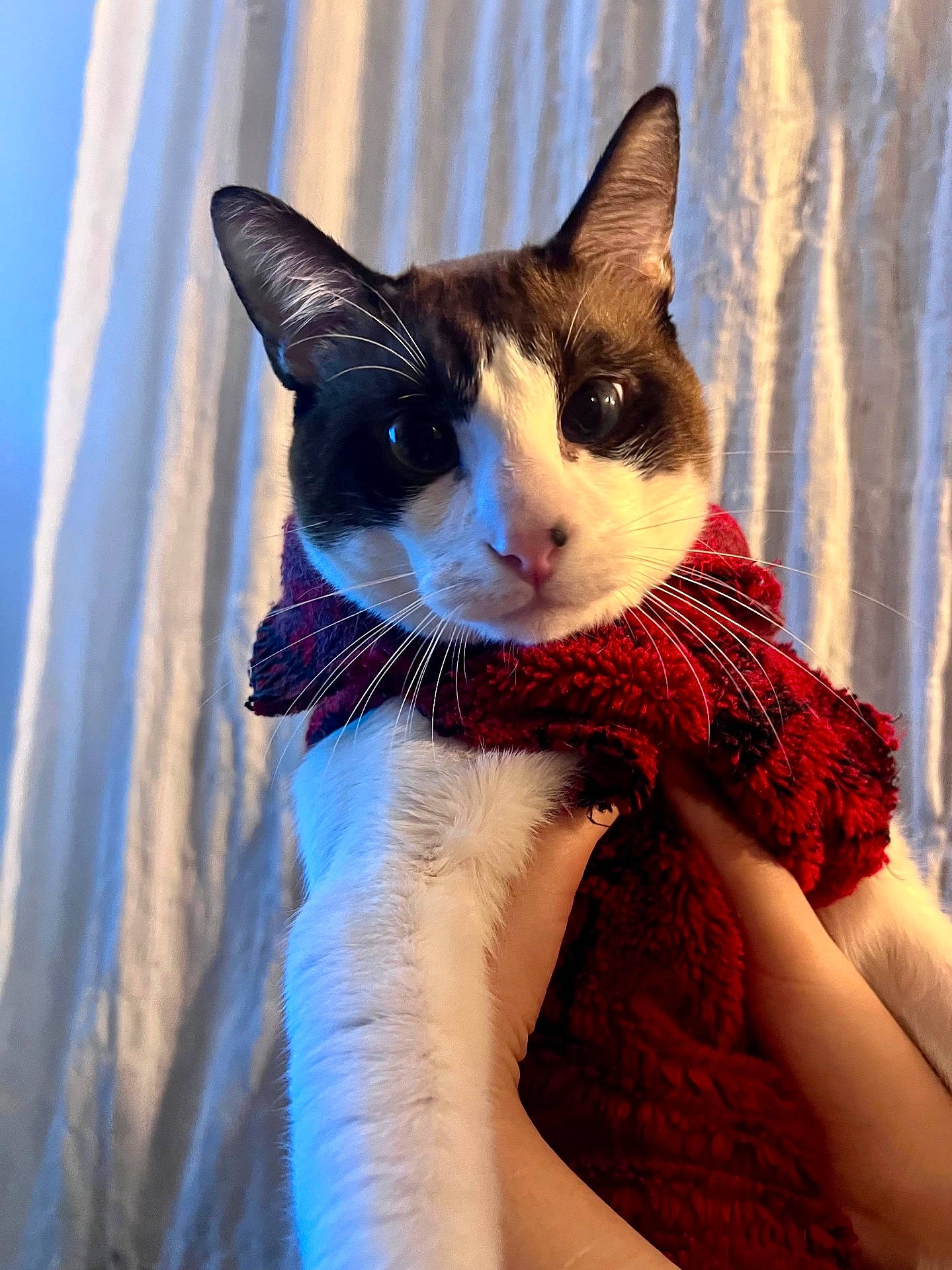 Hubert a rejoint le concours — aidez-le/la à gagner de superbes lots ! animal, cat, closeup, cozy, curious, curtains, cute, domestic_cat, ears, feline, fur, hands, indoor, looking, pet, portrait, red, soft_lighting, sweater, whiskers