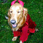 Sierra is registered to the contest to win money with this photo: dog, golden_retriever, costume, devil_horns, red_outfit, grass, outdoor, pet, rain, smiling, happy, animal, mammal, canine, fur, playful, cute, festive, holiday, fun