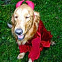 dog, golden_retriever, costume, devil_horns, red_outfit, grass, outdoor, pet, rain, smiling, happy, animal, mammal, canine, fur, playful, cute, festive, holiday, fun