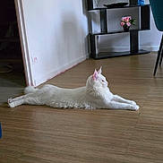 Neige a rejoint le concours — aidez-le/la à gagner de superbes lots ! animal, calm, cat, decor, domestic, flowers, furniture, home_interior, indoor, long_hair_cat, modern_furniture, pet, photoframes, quiet, relaxed, shelf, stretching, vase, white_cat, wooden_floor