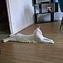 animal, calm, cat, decor, domestic, flowers, furniture, home_interior, indoor, long_hair_cat, modern_furniture, pet, photoframes, quiet, relaxed, shelf, stretching, vase, white_cat, wooden_floor