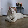 Neige participe au concours pour gagner de l'argent avec cette photo : animal, bouquet, calm, cat, decor, ears, feline, floor, flowers, fur, home, indoor, looking_at_camera, paws, pet, relaxed, table, whiskers, white_cat, wooden_floor