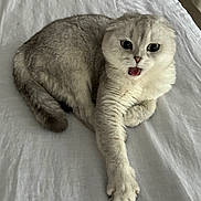 Adrien joined the competition — help win amazing prizes! cat, animal, pet, feline, gray_cat, white_bedspread, lying_down, paw, fur, cute, indoor, stretching, mouth_open, expressive, whiskers, ears, tail, eyes, bed, resting