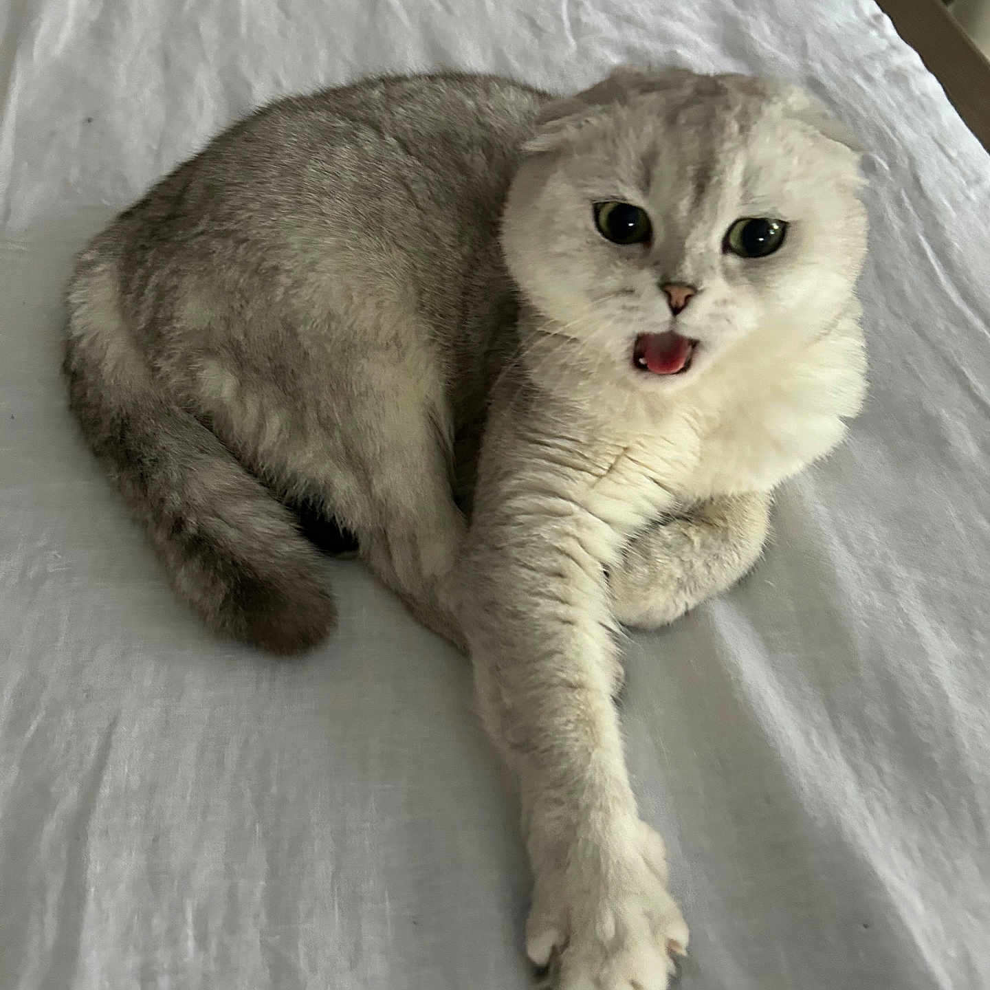 Adrien joined the competition — help win amazing prizes! animal, bed, cat, cute, ears, expressive, eyes, feline, fur, gray_cat, indoor, lying_down, mouth_open, paw, pet, resting, stretching, tail, whiskers, white_bedspread