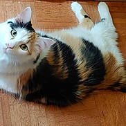 Zelda is registered to the contest to win money with this photo: cat, calico, pet, animal, toy, fish_toy, wooden_floor, parquet, indoor, curious, laying_down, fur, whiskers, ears, tail, playful, domestic, cute, looking_up, relaxed