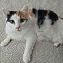 Zelda is registered to the contest to win money with this photo: cat, calico, fluffy, pet, animal, indoor, carpet, laying, fur, whiskers, ears, paws, relaxed, cute, domestic, mammal, eyes, nose, tail, feline