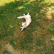 Nala participe au concours pour gagner de l'argent avec cette photo : dog_like_mammal, fauna, grass, grass_family, lawn, tail