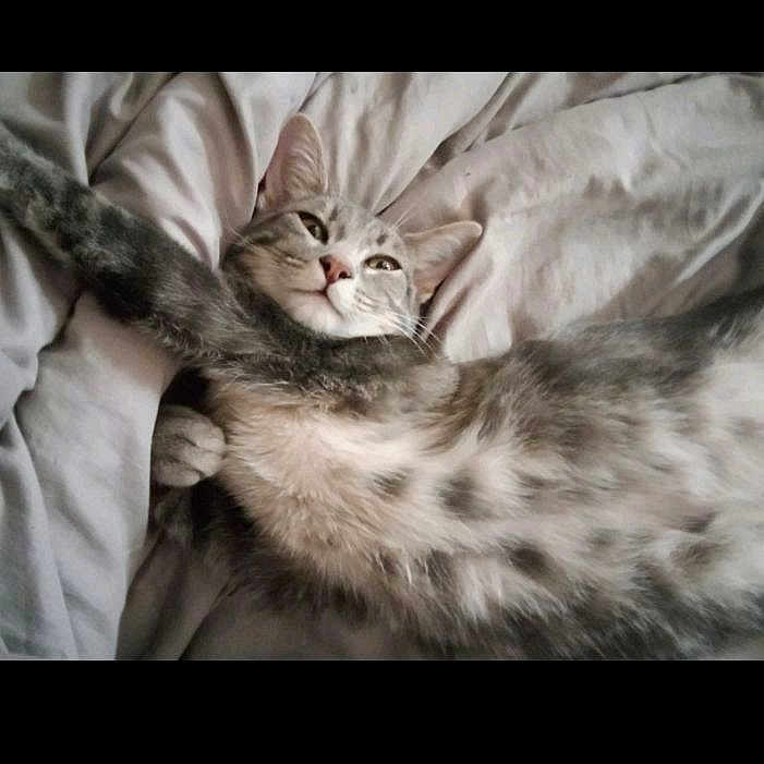 Pépite