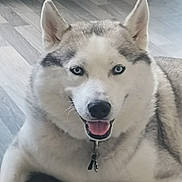 Loulou a rejoint le concours — aidez-le/la à gagner de superbes lots ! dog, husky, blue_eyes, smiling, pet, indoor, floor, fur, collar, canine, animal, portrait, friendly, tongue_out, ears, close_up, laying_down, domestic, cute, happy
