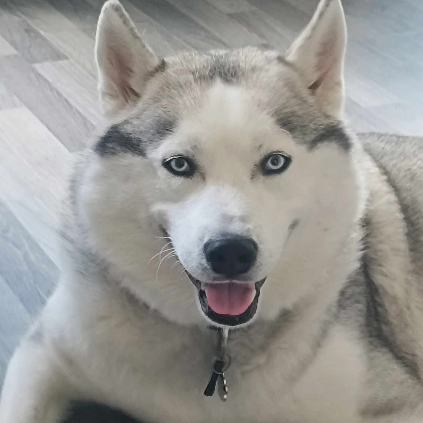 Loulou a rejoint le concours — aidez-le/la à gagner de superbes lots ! dog, husky, blue_eyes, smiling, pet, indoor, floor, fur, collar, canine, animal, portrait, friendly, tongue_out, ears, close_up, laying_down, domestic, cute, happy