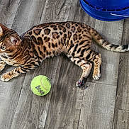 Minou joined the competition — help win amazing prizes! alert, animal, bengal_cat, blue_bucket, cat, domestic, feline, floor, fur_pattern, indoor, lying_down, paws, pet, playful, spotted, striped, tail, tennis_ball, whiskers, wood_floor