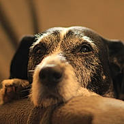 Pablo a rejoint le concours — aidez-le/la à gagner de superbes lots ! dog, close_up, resting, face, fur, animal, pet, cozy, soft_focus, brown, black, white, indoors, relaxed, cute, portrait, sleepy, whiskers, snout, ears