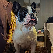 Niro participe au concours pour gagner de l'argent avec cette photo : dog, french_bulldog, pet, canine, sitting, portrait, tongue, ears, black_and_white, indoor, home, bench, woven_texture, cushion, furniture, wall_art, cozy, alert, close_up, photography