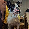 dog, french_bulldog, pet, canine, sitting, portrait, tongue, ears, black_and_white, indoor, home, bench, woven_texture, cushion, furniture, wall_art, cozy, alert, close_up, photography
