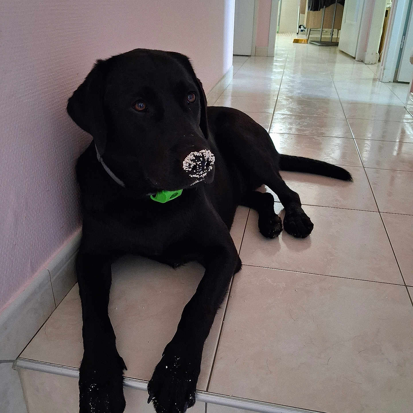 Arthur a rejoint le concours — aidez-le/la à gagner de superbes lots ! dog, black_dog, pet, indoor, tile_floor, stairs, nose_dust, collar, hallway, clothing, door, resting, animal, domestic_animal, floor, paw, lying_down, quiet, home, fur