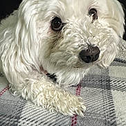 Joy Belongia is registered to the contest to win money with this photo: dog, pet, white_fur, curly_fur, small_dog, cute, close_up, portrait, paw, nose, eye, muzzle, blanket, plaid_blanket, cozy, indoor, resting, soft_texture, companion, adorable