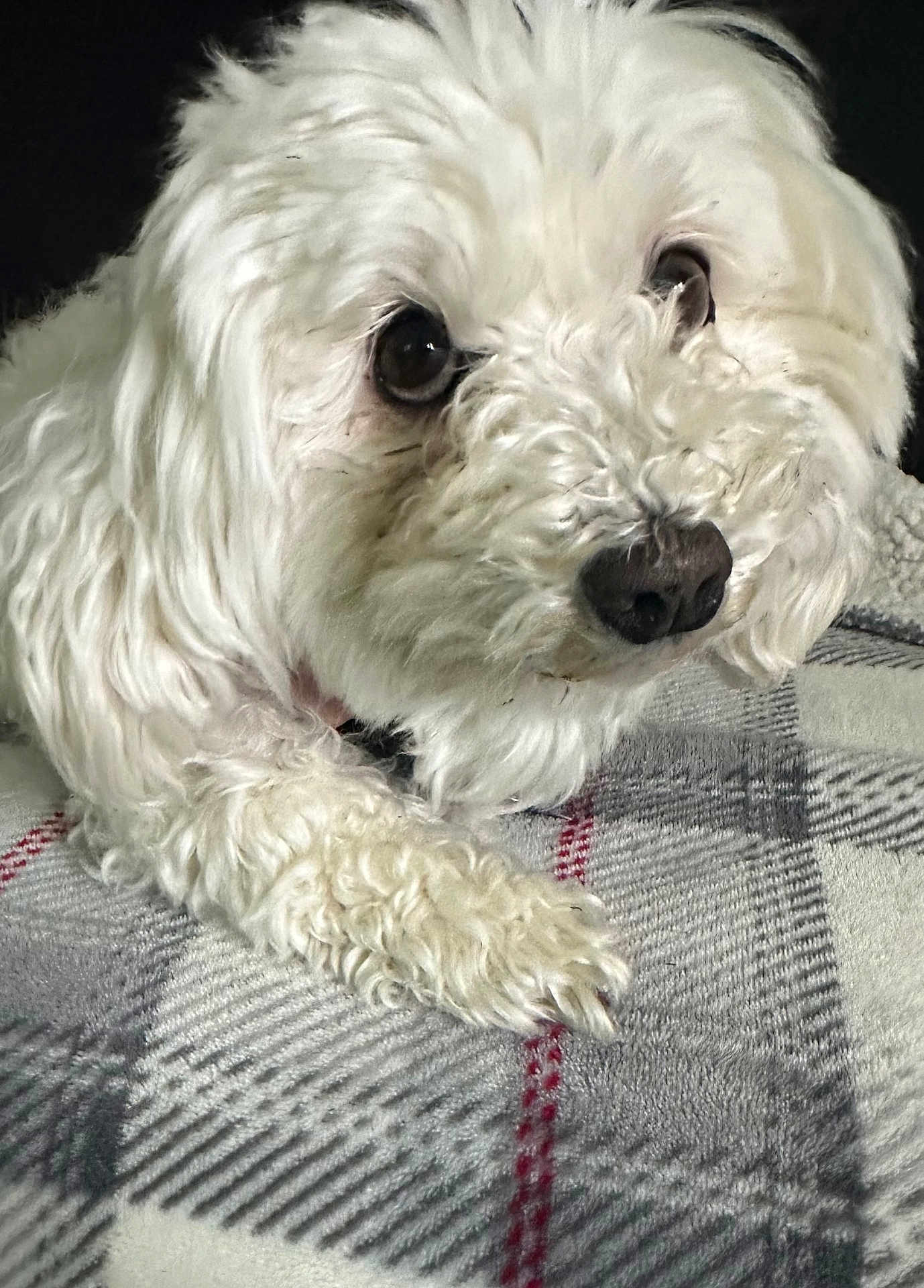 Joy Belongia is registered to the contest to win money with this photo: dog, pet, white_fur, curly_fur, small_dog, cute, close_up, portrait, paw, nose, eye, muzzle, blanket, plaid_blanket, cozy, indoor, resting, soft_texture, companion, adorable