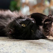 Karma joined the competition — help win amazing prizes! cat, black_cat, pet, animal, feline, lying_down, indoor, yellow_eyes, fur, close_up, curious, relaxed, soft_focus, carpet, home, cute, whiskers, playful, paw, cozy