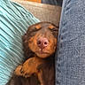 Bounty participe au concours pour gagner de l'argent avec cette photo : black, brown, closeup, cozy, cushion, cute, dachshund, denim, dog, fur, indoor, leg, nose, paw, pet, puppy, relaxed, resting, sleeping, snuggle