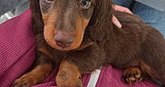 Bounty participe au concours pour gagner de l'argent avec cette photo : puppy, dog, dachshund, brown, tan, cute, pet, animal, closeup, portrait, indoor, person, clothing, jacket, texture, hand, resting, looking, small, cozy