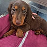 puppy, dog, dachshund, brown, tan, cute, pet, animal, closeup, portrait, indoor, person, clothing, jacket, texture, hand, resting, looking, small, cozy