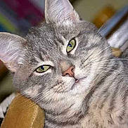 Berlioz participe au concours pour gagner de l'argent avec cette photo :
