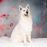 Star a rejoint le concours — aidez-le/la à gagner de superbes lots ! dog, white_dog, fluffy, sitting, portrait, indoor, rug, happy, pet, animal, studio, background, floral, pastel_colors, cute, smiling, fur, ears, face, artistic